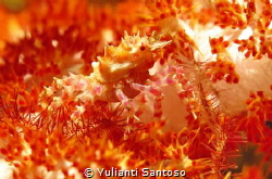 A candy crab i found in Tulamben by Yulianti Santoso 